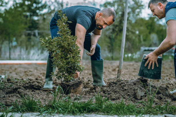 Mack, OH Tree Services Company